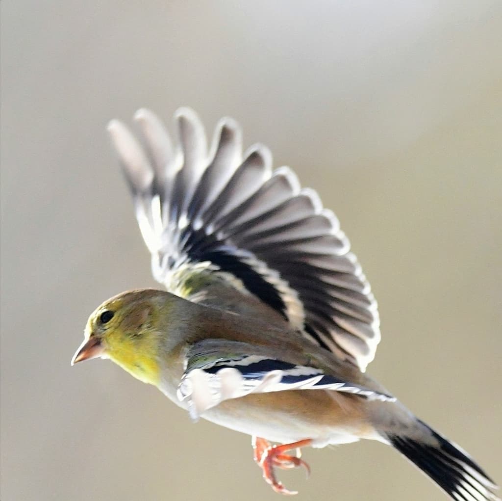 American Goldfinch