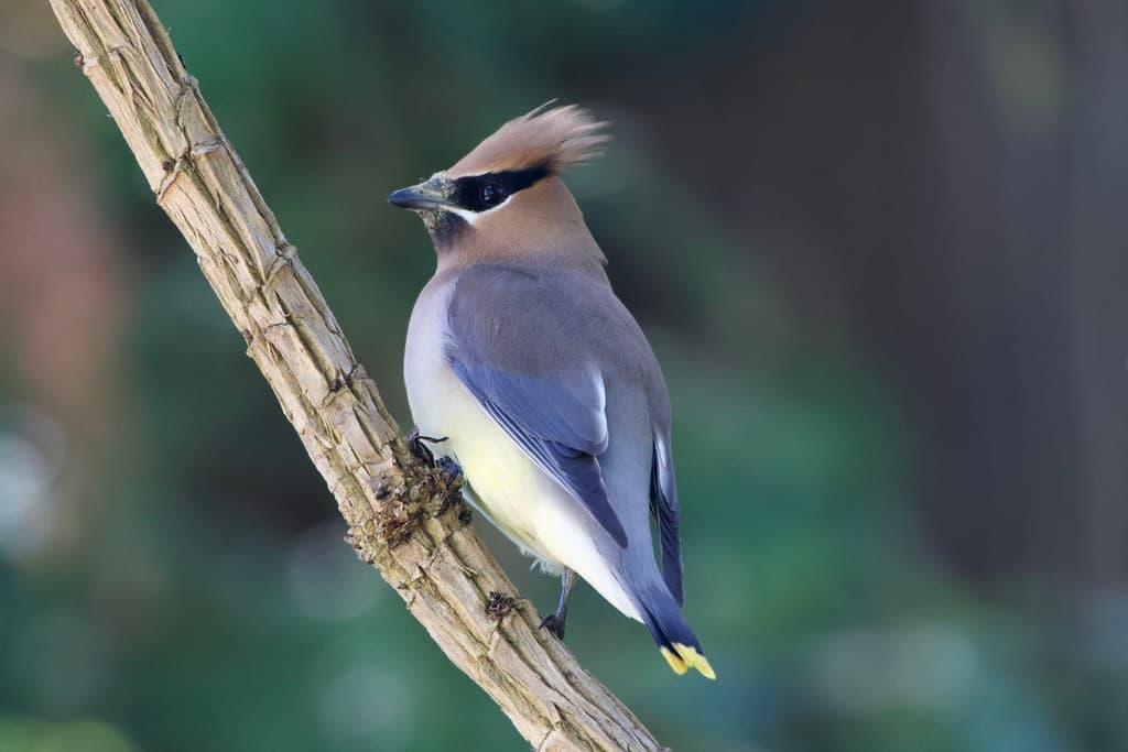 Cedar Waxwing